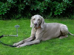 Peggy Peg Heringe|Heringe-Pet Peg 2.0 Schraubhering